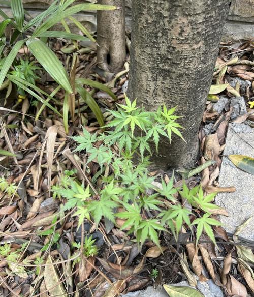 天目山森林林窗内小树苗生长实景