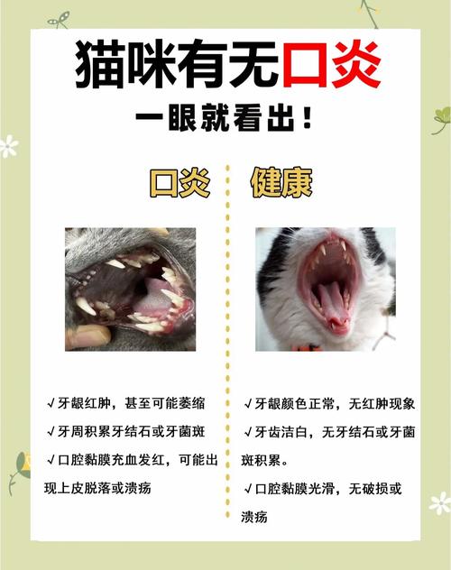 猫口炎早期与健康口腔粘膜对比图