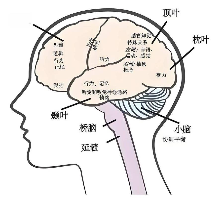 幼儿大脑发育杏仁核前额叶示意图