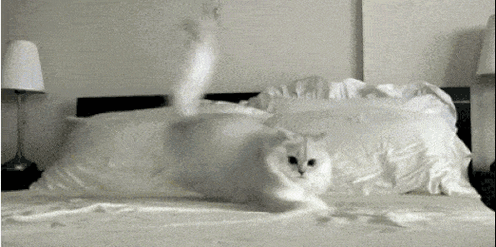 猫咪为什么凌晨跑酷?关于猫咪行为的10个冷知识大揭秘-我问答网