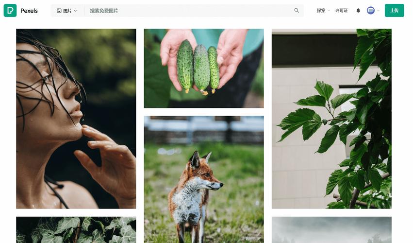 Pexels 视频免费下载页面,显示原始尺寸下载选项