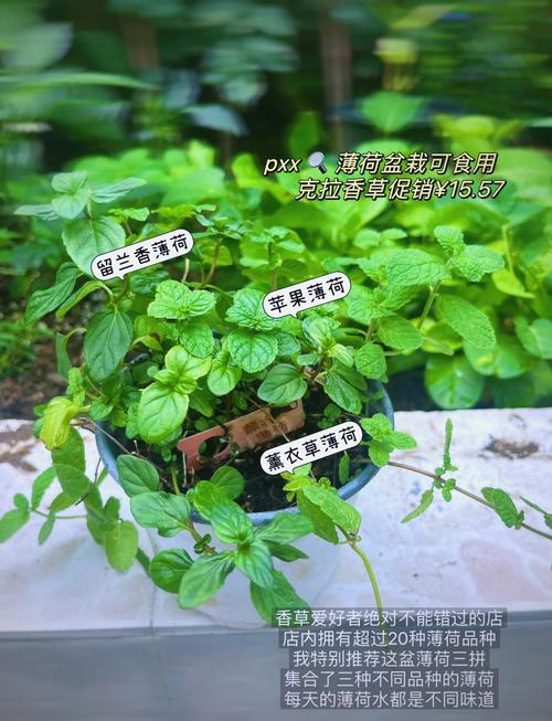迷迭香薄荷盆栽组合天然除味