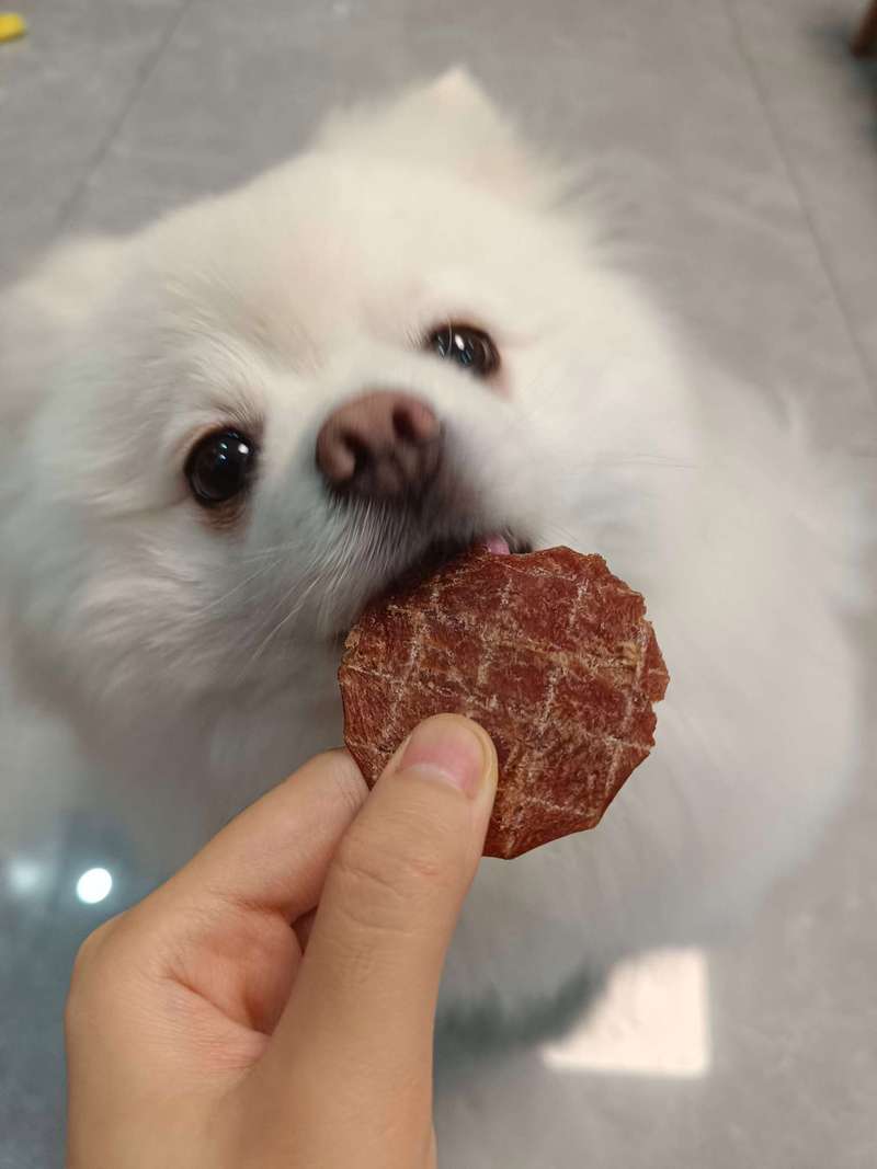 主人给初次接触电动车的幼犬喂零食的实拍
