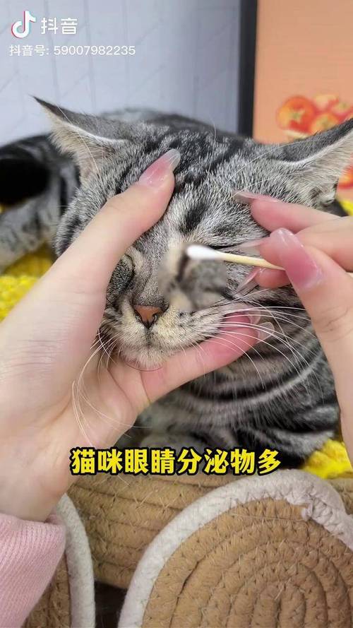 宠物眼部分泌物正常与异常状态对比实拍