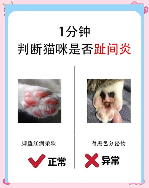猫爪子趾间气味腺位置示意图