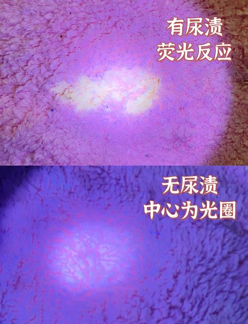 紫外线灯照射出沙发隐形宠物尿渍图