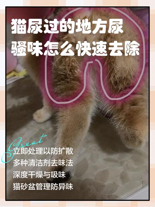 用干纸巾按压吸附瓷砖表面猫尿渍的操作示意图