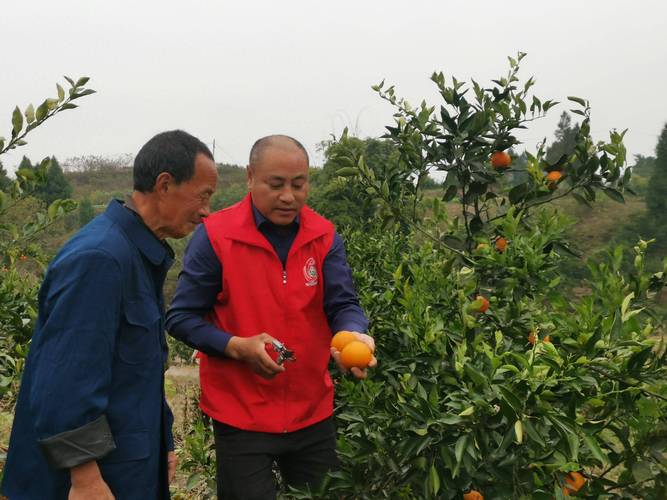 去巡检桔园的干货，本地人都这么走