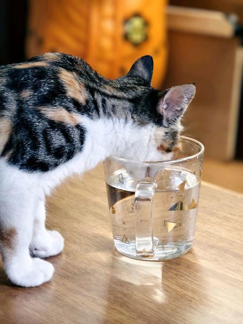 猫咪低头喝流动水实拍