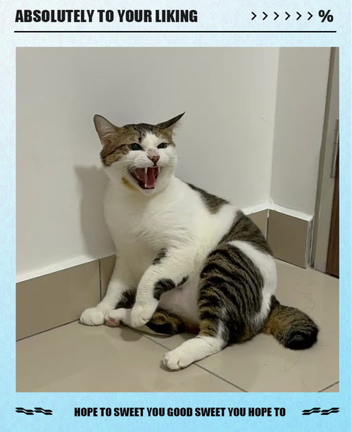 猫咪守着猫罐头对主人哈气场景图