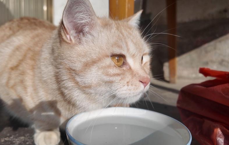 11岁橘猫蹲在饮水机边伸头舔水的实拍日常图