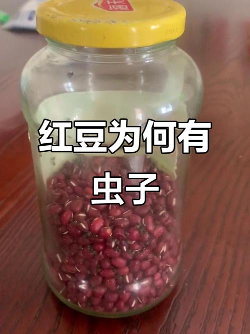 没盖严的玻璃罐里受潮长虫的红小豆实拍