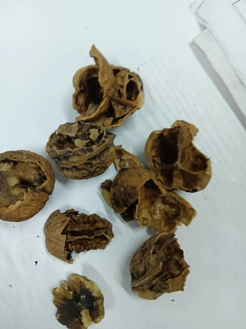 自然晾晒的核桃外壳黑斑特写