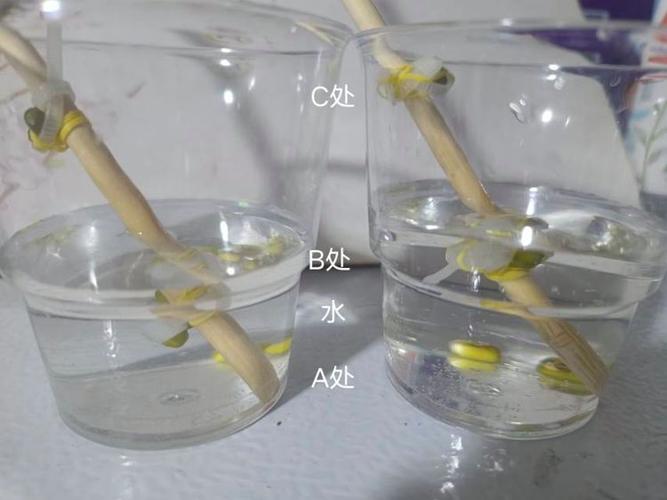 种子萌发实验装置图(分别设置水分、空气、温度变量)