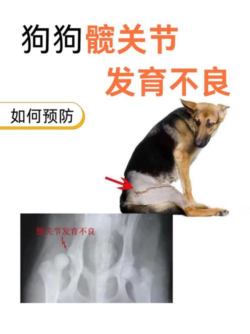 犬髋关节发育不良早期趴卧姿势对比图