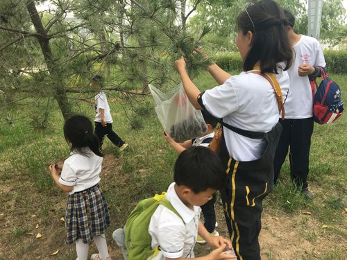 三岁幼儿在森林幼儿园捡松果场景