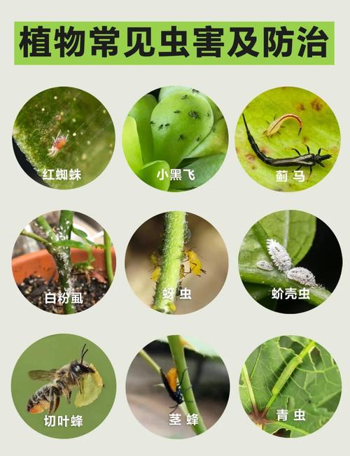 家庭盆栽绿植常见害虫实拍图鉴