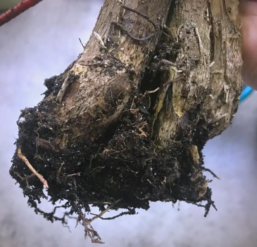 玫瑰:被神化的爱与真实的刺-因为所以
