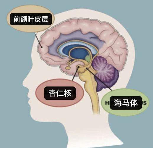儿童大脑前额叶皮层发育阶段示意图