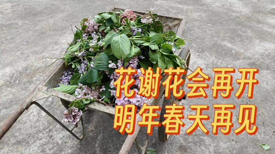 花谢了,还会再开