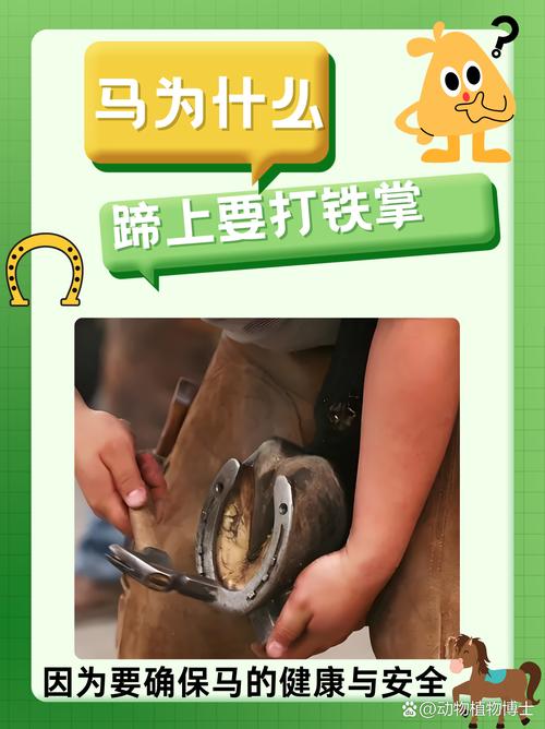 马匹钉蹄过程细节照片