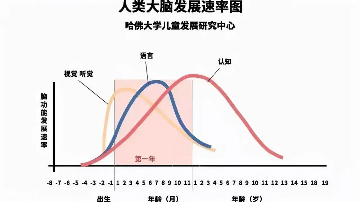 儿童大脑可塑性概念图 神经元连接随时间变化