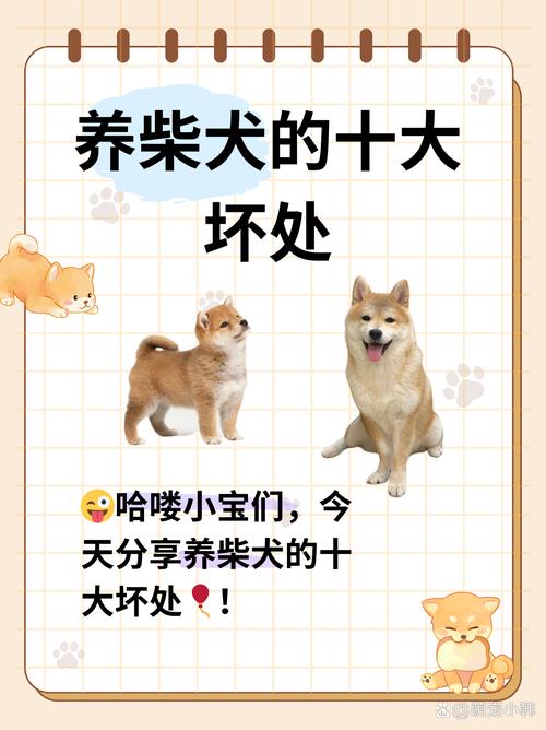 那些骗了很多人的柴犬误区