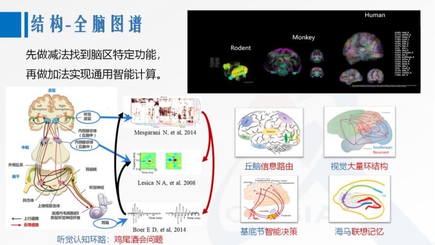 生物神经元与类脑脉冲单元信号传递对比图