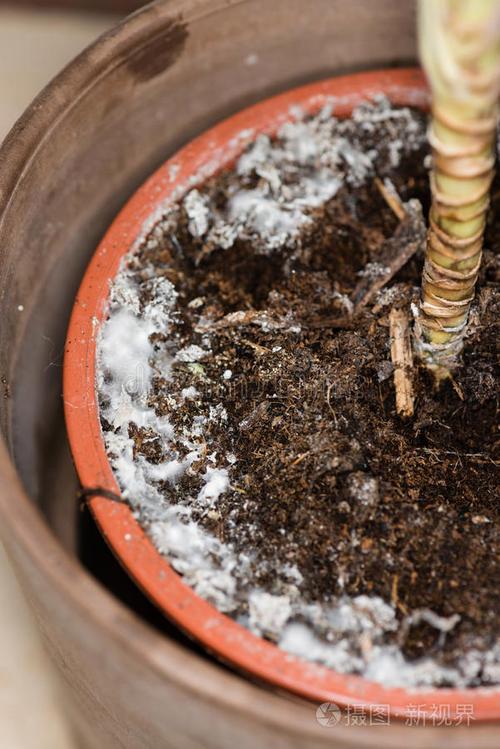 闲置旧花盆表面霉菌黑斑实拍