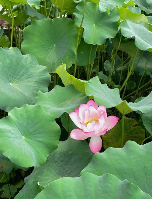 北京恭王府后花园荷花池夏季景观