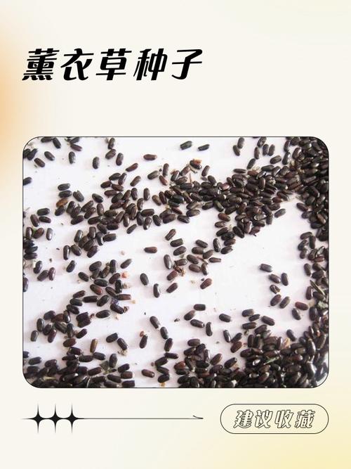 薰衣草种子冷藏处理发芽对比图
