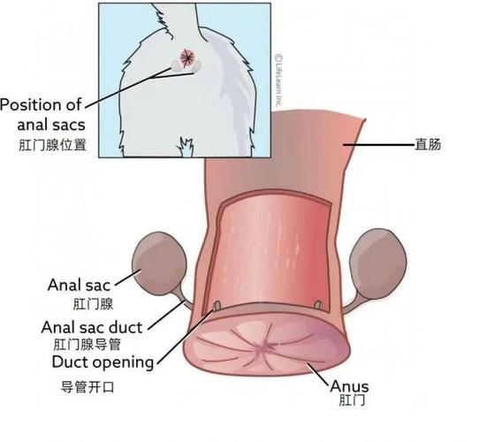 狗狗肛门腺位置解剖示意图