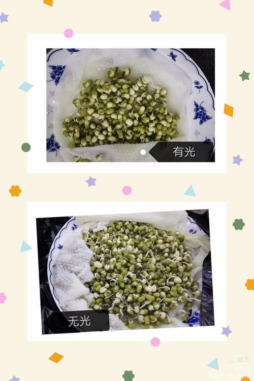 初中生物绿豆遮光基因表达实验对比图