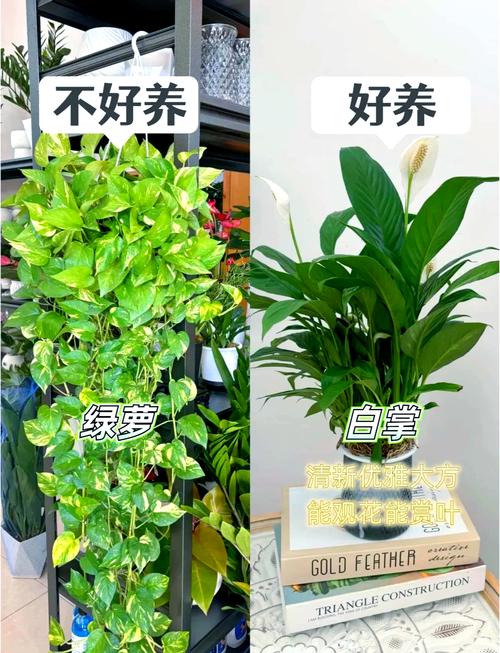 四、养绿植,先从“死不了”的开始
