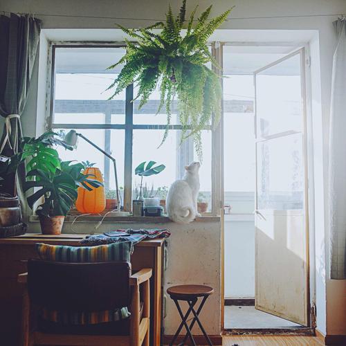 城市租屋窗边看绿植发呆实拍场景