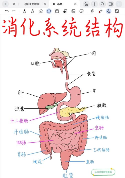 人体消化系统结构示意图标注口腔食道胃小肠肝脏胆管