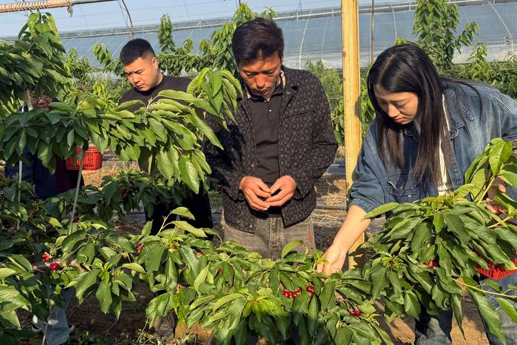 山东寿光樱桃种植户田间核对保单场景