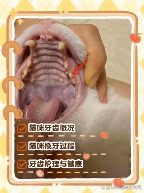 居家观察猫臼齿部位牙龈状态的操作示意图