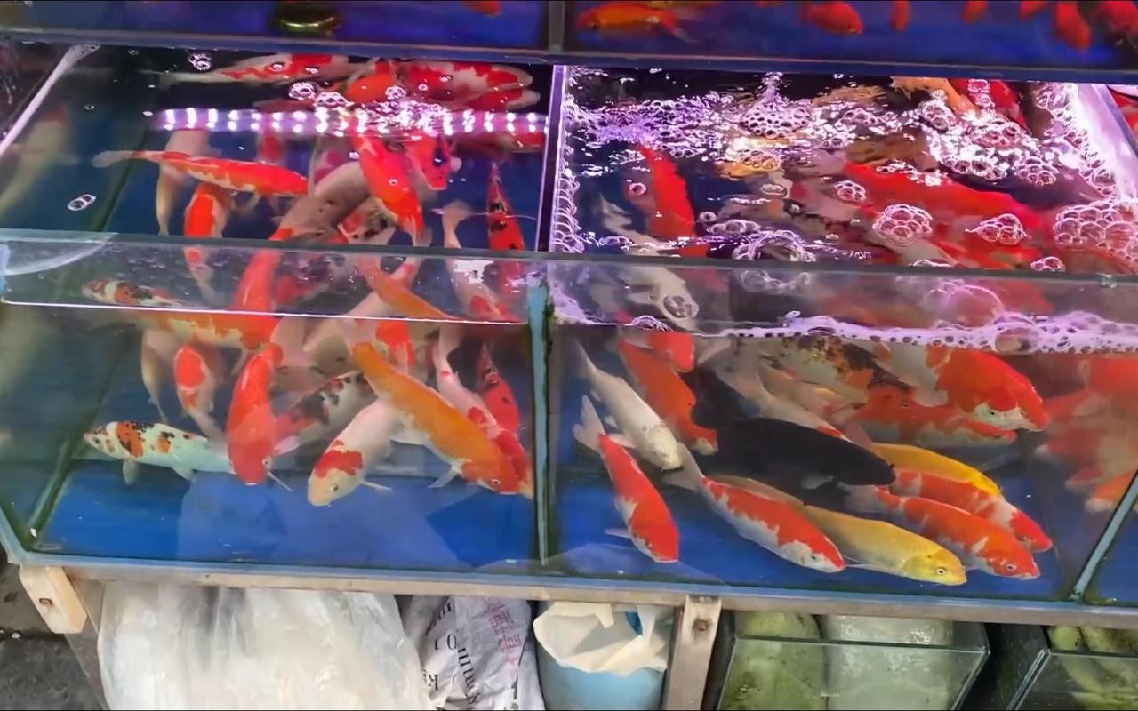 超市水产区玻璃缸里不同大小的锦鲤鱼照片