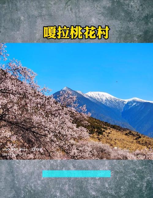 林芝嘎拉村桃花树下牦牛踩碎冰碴