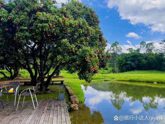 广州长隆度假区百年原生荔枝林