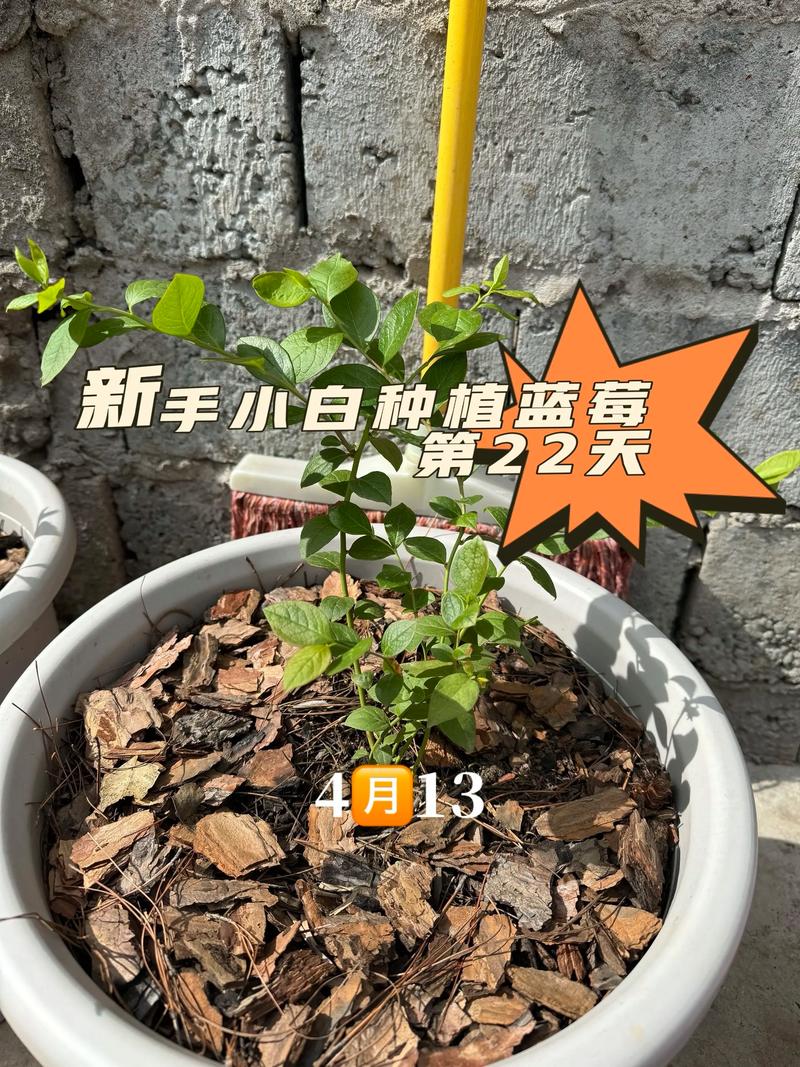 松针覆盖蓝莓根部园艺应用