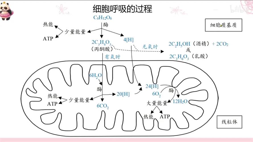 植物细胞呼吸作用过程图解