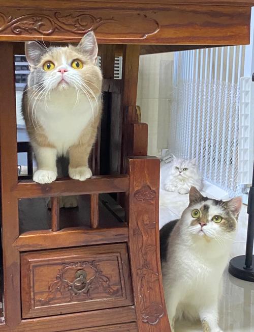 多宠家庭原住民猫躲在沙发底观察新猫