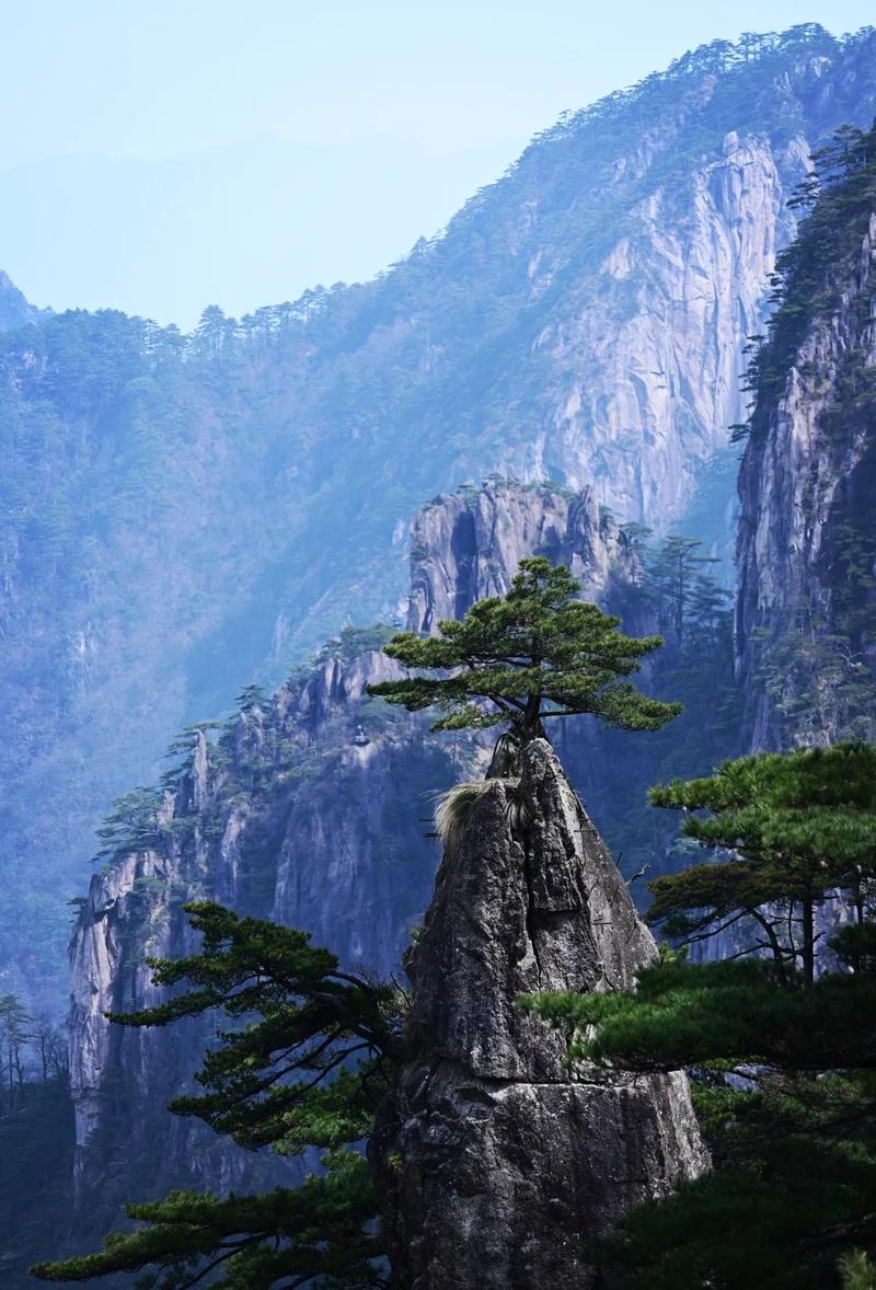 黄山北海景区野生岩松景观