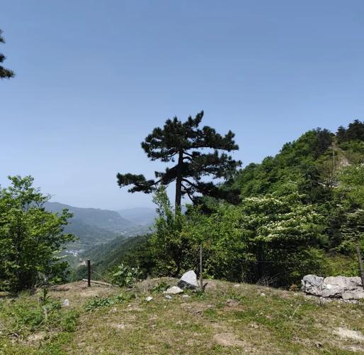 南漳荆山烈士陵园周边松林山景