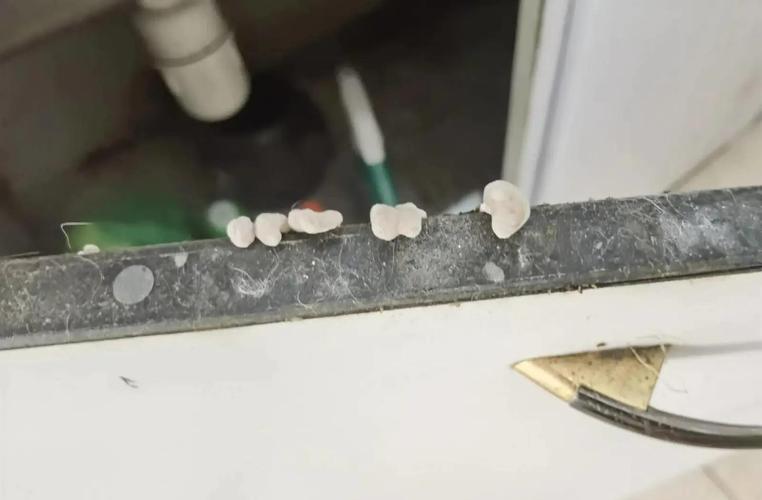 劣质橱柜禾香板柜体发霉长出蘑菇现场