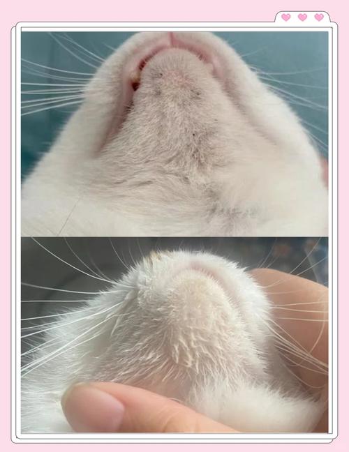 猫咪初期黑下巴下巴黑点特写