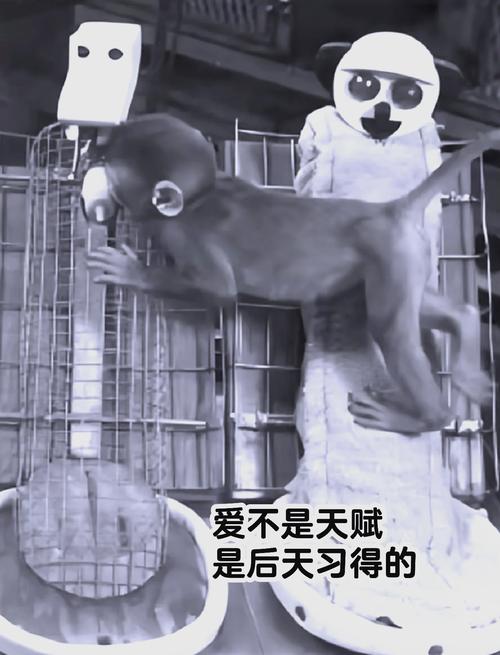 恒河猴实验拥抱依恋对比示意图
