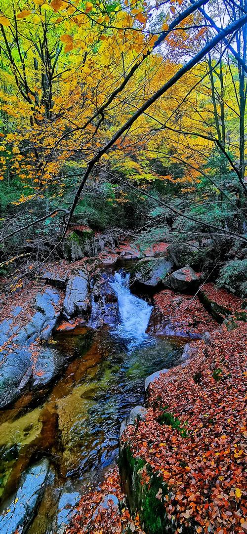 池州鱼龙洞洞口临溪的秋日山林